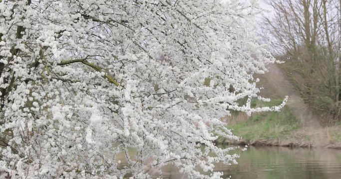 White-flowered branches of wild cherry over a pond in a city park in the spring