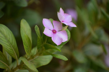 Pink vinca (catharanthus roseus) OR Periwinkle roseus flowers.Family Apocynaceae and is native to Europe, Northwest Africa and Southwest Asia