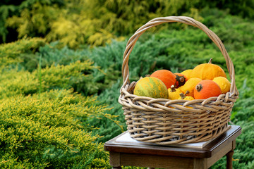 Wicker basket with pumpkins in the garden.