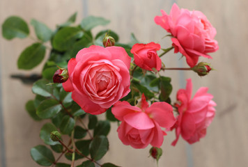 Fototapeta premium Pink Rose Flowers Blossom Beautiful. Roses blossom in various colors like pink. Rose Gardening for rose plants and secrets to success for roses gardening. Perfect for Mother's Day, Valentine's Day.