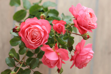 Pink Rose Flowers Blossom Beautiful.  Roses blossom in various colors like pink. Rose Gardening for rose plants and secrets to success for roses gardening. Perfect for Mother's Day, Valentine's Day.