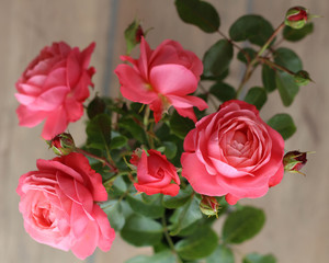 Pink Rose Flowers Blossom Beautiful.  Roses blossom in various colors like pink. Rose Gardening for rose plants and secrets to success for roses gardening. Perfect for Mother's Day, Valentine's Day.