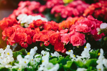 Spring flowers