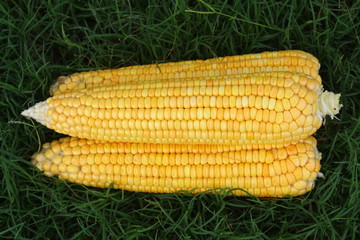 big cron in my garden