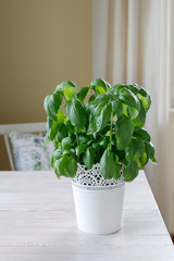 Basil plant on a white wooden table.