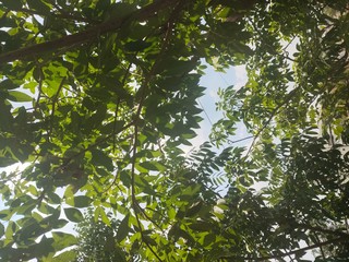 Fototapeta premium green leaves and sun