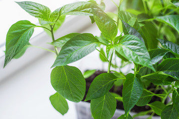 Seedlings of tomato and pepper on the windowsill on a white background, quarantine, home gardening. Growing vegetables on the windowsill, sunshine, green leaves, top view