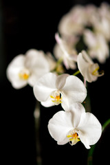Naklejka na ściany i meble Close-up Of Orchids Against Black Background