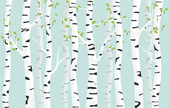 Birch forest background. Spring birch green young leaves spotty bark on tree black vector spots white trunk, romantic seasonal park april grove background revived spring. © Богдан Скрипник