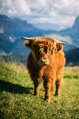 Highland cattle in dolomites