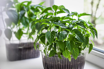 Young eco seedlings of tomato and pepper farm vegetables in a plastic pots in the ground are standing on the windowsill in the room on a white background, quarantine, home gardening, top view