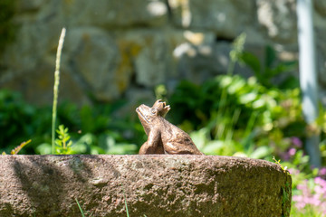 Küss mich, ich bin der Froschkönig!