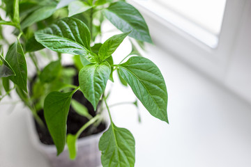 Young eco seedlings of tomato and pepper farm vegetables in a plastic pots in the ground are standing on the windowsill in the room on a white background, quarantine, home gardening, top view