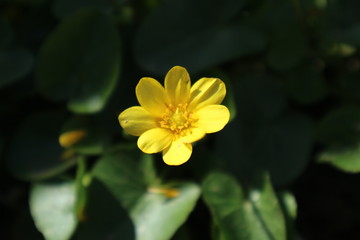 Fototapeta na wymiar Yellow flower of Ficaria verna or lesser celandine against green leaves