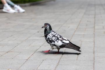 Black and white pigeon walking along the pavement