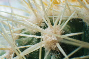 Cactus with yellow spikes , macro-photography