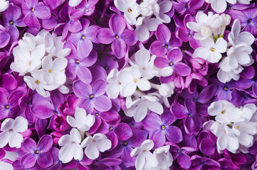 Bunch of mixed color blooming lilac flowers background. Full frame multi colored detail of blooming...