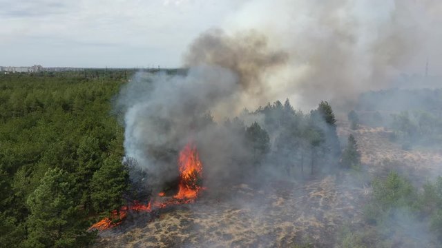 Forest fire. Large smoke clouds and fire spread. Amazon and siberian wildfires. Dry grass burning. Climate change, ecology