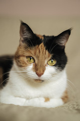 Tricolor cat, pet. Close up