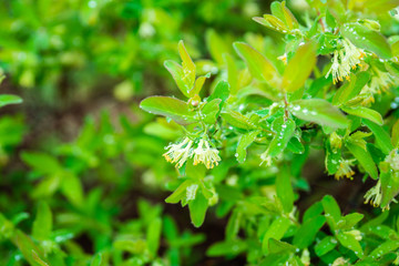 Blooming honeysuckle branch in rainy day. Selective focus. Shallow depth of field.