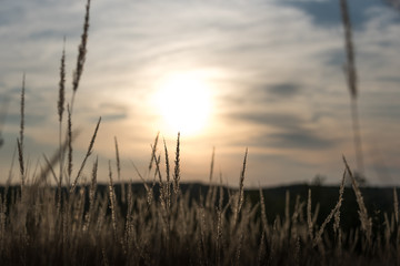 Obraz premium Savanna sunset
