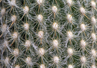 Closeup of spines on cactus,