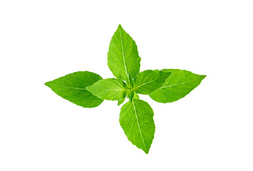 Holy basil leaves isolated on white background