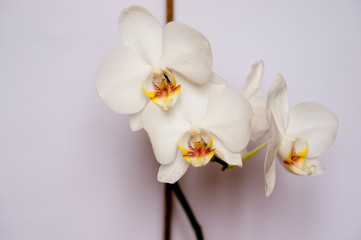 Beautiful orchid on a white background. Home orchid
