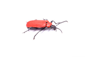 red insect with black mustache on a white background