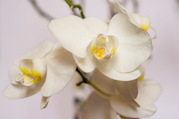 Fototapeta na wymiar Beautiful orchid on a white background. Home orchid