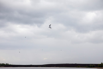 Fototapeta na wymiar polar tern flying on a background of clouds and looks for prey. Beautiful bird closeup