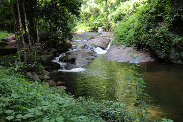 river in the forest