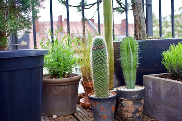 Tall cactuses in rustic pots on balcony
