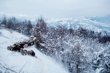Winter mountains background with sheeps and trees. Winter landscape