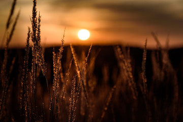 Sunset in grassland