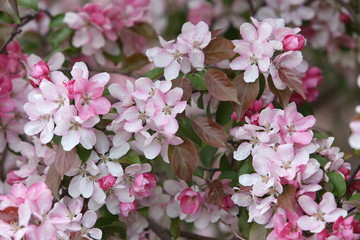 Pink flowers of blossoming apple-tree (grade 