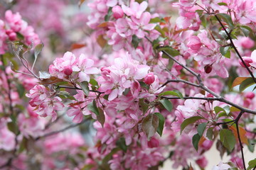 Pink flowers of blossoming apple-tree (grade 