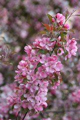 Pink flowers of blossoming apple-tree (grade 