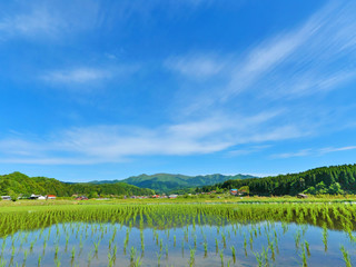 青空と田植え直後の水田