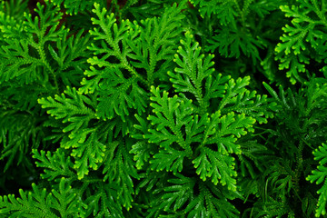 Spike Moss ( Selaginella wallichii ), green fern texture