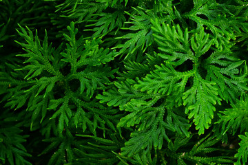 Naklejka na ściany i meble Spike Moss ( Selaginella wallichii ), green fern texture