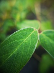 Small leaves green bush tree texture nature background