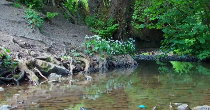 The camera pans right as Midgies and insects fly over the gently flowing stream in Borsdane Woods Local Nature Reserve in Hindley, Wigan, UK. 