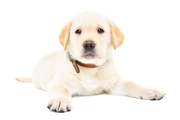 Cute little Labrador puppy lying isolated on white background
