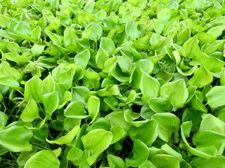 Fototapeta na wymiar green leaf of water hyacinth cover on water in the river