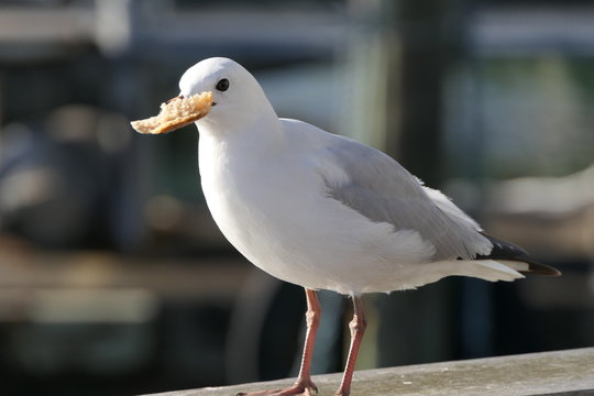 Close up of a seagull eating a piece of bread