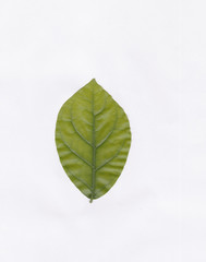 Isolated  leaf texture  in White Background