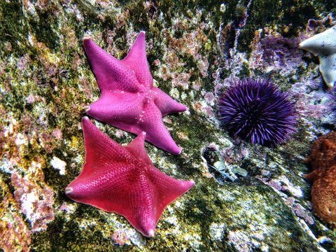 Starfish And Purple Sea Urchin