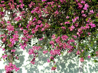 pink Bougainvillea ( Bougainvillea hybrid ) on the wall in garden, Fuengfah flower