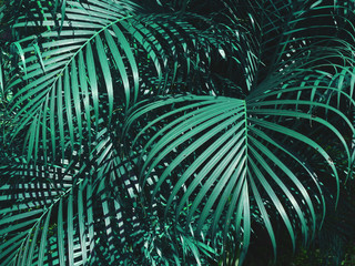 tropical blue coconut leaves, vintage color tone